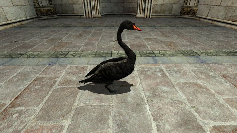 Fichier:CYGNE-Cygne-Noir.jpg